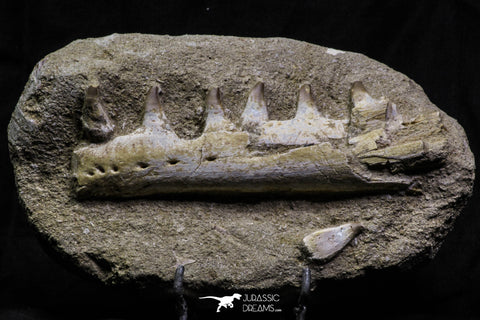 07027 - Top Halisaurus arambourgi (Mosasaur) Partial Left Hemi-Jaw in Matrix Cretaceous