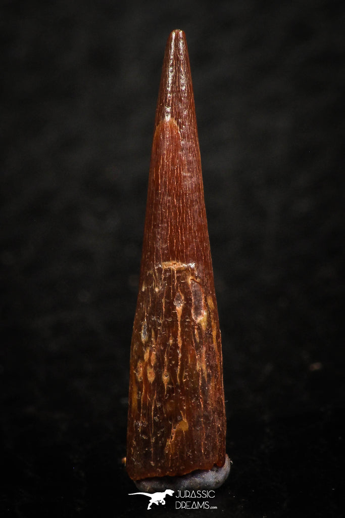 07064 - Top Beautiful 0.89 Inch Pterosaur (Coloborhynchus) Tooth Cretaceous KemKem