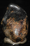 05289 - Taza (NWA 859) Iron Ungrouped Plessitic Octahedrite Meteorite 0.9g ORIENTED