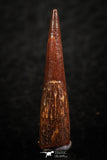 07064 - Top Beautiful 0.89 Inch Pterosaur (Coloborhynchus) Tooth Cretaceous KemKem