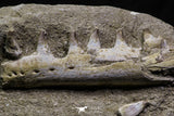 07027 - Top Halisaurus arambourgi (Mosasaur) Partial Left Hemi-Jaw in Matrix Cretaceous