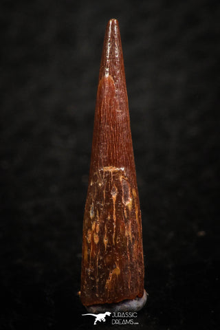 07064 - Top Beautiful 0.89 Inch Pterosaur (Coloborhynchus) Tooth Cretaceous KemKem