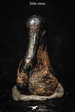 05289 - Taza (NWA 859) Iron Ungrouped Plessitic Octahedrite Meteorite 0.9g ORIENTED