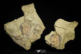 21045 - Top Rare Euloma sp? Lower Ordovician Trilobite Fezouata Fm