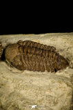 30048 - Beautiful Association 2 Lochovella (Reedops) deckeri Lower Devonian Trilobites - Oklahoma USA
