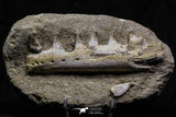 07027 - Top Halisaurus arambourgi (Mosasaur) Partial Left Hemi-Jaw in Matrix Cretaceous