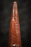 07064 - Top Beautiful 0.89 Inch Pterosaur (Coloborhynchus) Tooth Cretaceous KemKem