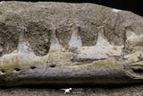 07027 - Top Halisaurus arambourgi (Mosasaur) Partial Left Hemi-Jaw in Matrix Cretaceous
