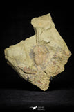 21045 - Top Rare Euloma sp? Lower Ordovician Trilobite Fezouata Fm