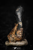 05289 - Taza (NWA 859) Iron Ungrouped Plessitic Octahedrite Meteorite 0.9g ORIENTED
