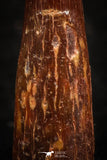 07064 - Top Beautiful 0.89 Inch Pterosaur (Coloborhynchus) Tooth Cretaceous KemKem
