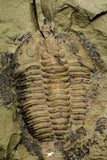 21045 - Top Rare Euloma sp? Lower Ordovician Trilobite Fezouata Fm