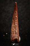 07064 - Top Beautiful 0.89 Inch Pterosaur (Coloborhynchus) Tooth Cretaceous KemKem