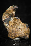 05290 - Taza (NWA 859) Iron Ungrouped Plessitic Octahedrite Meteorite 1.0g