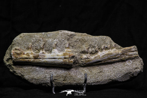 07028 - Top Grade Halisaurus arambourgi (Mosasaur) Partial Left Hemi-Jaw in Matrix Cretaceous