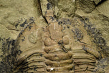 21045 - Top Rare Euloma sp? Lower Ordovician Trilobite Fezouata Fm