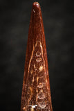 07064 - Top Beautiful 0.89 Inch Pterosaur (Coloborhynchus) Tooth Cretaceous KemKem