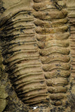 21045 - Top Rare Euloma sp? Lower Ordovician Trilobite Fezouata Fm