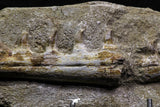 07028 - Top Grade Halisaurus arambourgi (Mosasaur) Partial Left Hemi-Jaw in Matrix Cretaceous
