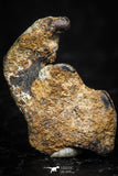 05290 - Taza (NWA 859) Iron Ungrouped Plessitic Octahedrite Meteorite 1.0g