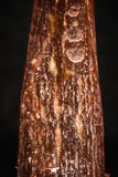 07064 - Top Beautiful 0.89 Inch Pterosaur (Coloborhynchus) Tooth Cretaceous KemKem