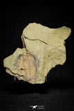 21045 - Top Rare Euloma sp? Lower Ordovician Trilobite Fezouata Fm