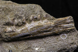07028 - Top Grade Halisaurus arambourgi (Mosasaur) Partial Left Hemi-Jaw in Matrix Cretaceous