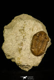 30049 - Beautiful Asaphus intermedius Middle Ordovician Trilobite Russia