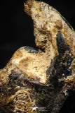05290 - Taza (NWA 859) Iron Ungrouped Plessitic Octahedrite Meteorite 1.0g