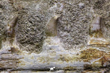 07028 - Top Grade Halisaurus arambourgi (Mosasaur) Partial Left Hemi-Jaw in Matrix Cretaceous