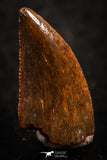 07065 - Finest Quality 0.56 Inch Abelisaur Dinosaur Tooth Cretaceous KemKem Beds