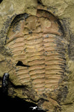 21045 - Top Rare Euloma sp? Lower Ordovician Trilobite Fezouata Fm