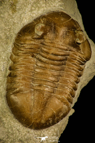 30049 - Beautiful Asaphus intermedius Middle Ordovician Trilobite Russia