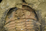 21045 - Top Rare Euloma sp? Lower Ordovician Trilobite Fezouata Fm