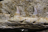 07029 - Top Grade Halisaurus arambourgi (Mosasaur) Partial Left Hemi-Maxillary in Matrix Cretaceous