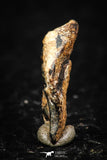 05290 - Taza (NWA 859) Iron Ungrouped Plessitic Octahedrite Meteorite 1.0g