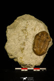 30049 - Beautiful Asaphus intermedius Middle Ordovician Trilobite Russia