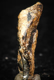 05290 - Taza (NWA 859) Iron Ungrouped Plessitic Octahedrite Meteorite 1.0g