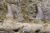 07029 - Top Grade Halisaurus arambourgi (Mosasaur) Partial Left Hemi-Maxillary in Matrix Cretaceous