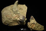 21046 - Top Rare Association 2 Euloma filacovi Lower Ordovician Trilobites Fezouata Fm