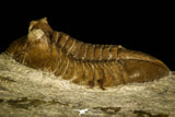 30049 - Beautiful Asaphus intermedius Middle Ordovician Trilobite Russia