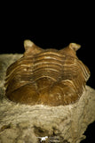 30049 - Beautiful Asaphus intermedius Middle Ordovician Trilobite Russia