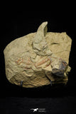 21046 - Top Rare Association 2 Euloma filacovi Lower Ordovician Trilobites Fezouata Fm