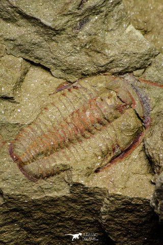 21046 - Top Rare Association 2 Euloma filacovi Lower Ordovician Trilobites Fezouata Fm