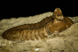 30049 - Beautiful Asaphus intermedius Middle Ordovician Trilobite Russia