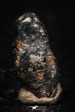 05291 - Taza (NWA 859) Iron Ungrouped Plessitic Octahedrite Meteorite 0.8g