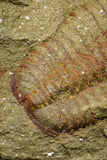 21046 - Top Rare Association 2 Euloma filacovi Lower Ordovician Trilobites Fezouata Fm