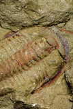 21046 - Top Rare Association 2 Euloma filacovi Lower Ordovician Trilobites Fezouata Fm