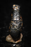 05291 - Taza (NWA 859) Iron Ungrouped Plessitic Octahedrite Meteorite 0.8g
