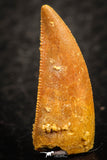 07066 - Nice Serrated 0.84 Inch Abelisaur Dinosaur Tooth Cretaceous KemKem Beds